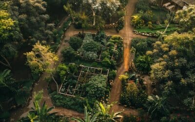 Plantes médicinales : Cultivez vos propres remèdes naturels dans le jardin !