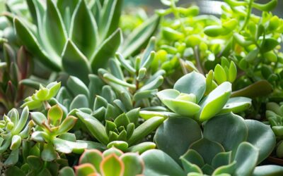 Plantes succulentes : Guide complet pour des plantes grasses en pleine forme !