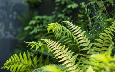 Soins des fougères : Plantes anciennes pour un jardin moderne et verdoyant !